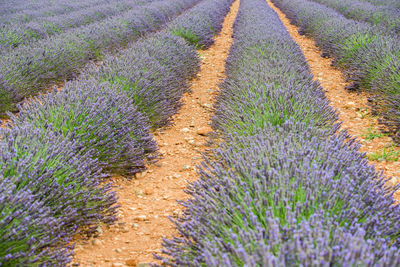 View of flowering plants on field