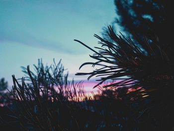 Low angle view of silhouette plant against sky at sunset