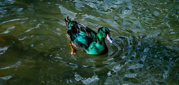 High angle view of duck swimming in lake