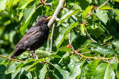 Blackbird is enjoying the sun on in a tree