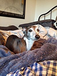 Portrait of a dog resting