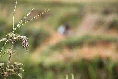 Close-up of plant growing on field