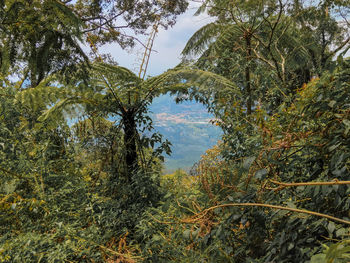 Trees by lake in forest against sky