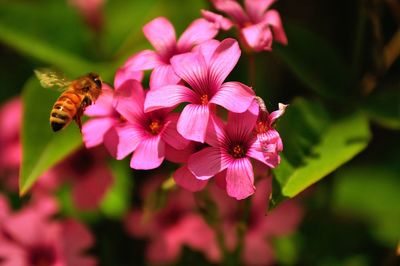 Close-up of bee pollinating on pink flower