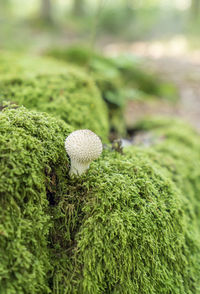 Close-up of mushroom growing on field