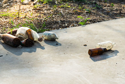 High angle view of animal sleeping on ground