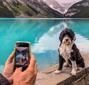 Smartphone photo of a dog at lake louise in banff, alberta, canada 