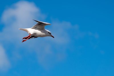 Low angle view of seagull flying