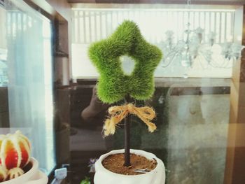 Close-up of potted plant on window at home