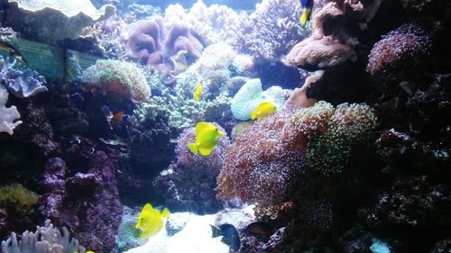 Close-up of coral in sea