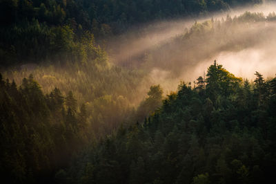 High angle view of trees growing in forest during sunset