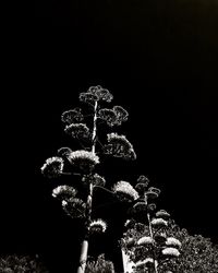 Close-up of flower tree against black background