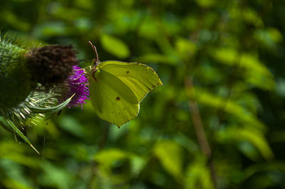 Close-up of butterfly on purple flower