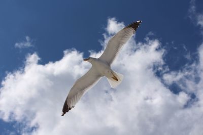 Low angle view of seagull flying in sky