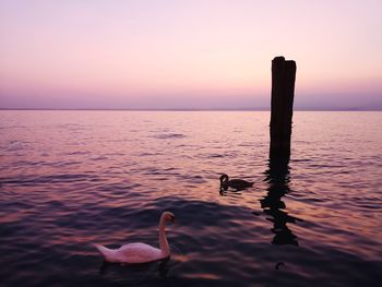 Birds in sea against sky during sunset
