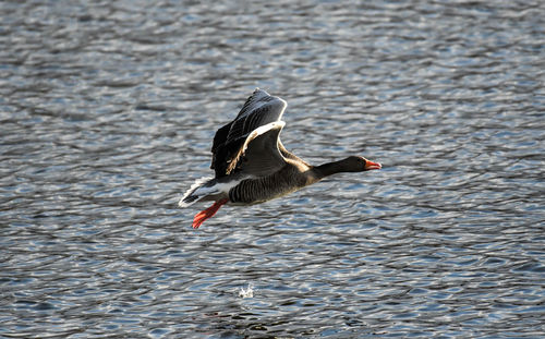 Side view of a bird flying over lake