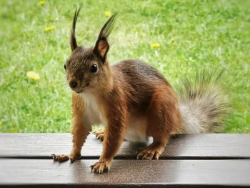 Portrait of an animal on grass