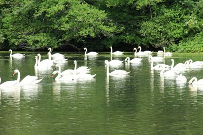 Swans swimming in lake