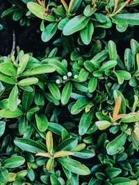 High angle view of raindrops on leaves