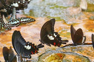 Close-up of butterfly on rock