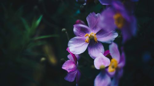 Close-up of flowers blooming outdoors