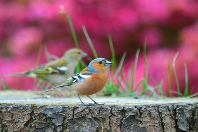 Close-up side view of birds