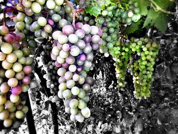 Fruits growing on tree