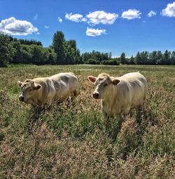 Cows on field against sky