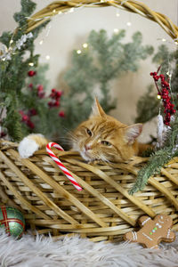 Full frame shot of cat in basket