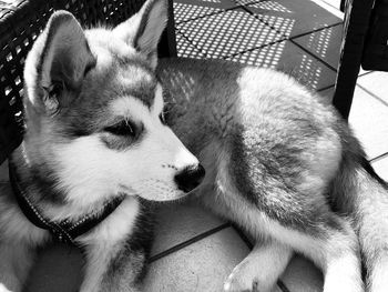 Close-up of dog looking away