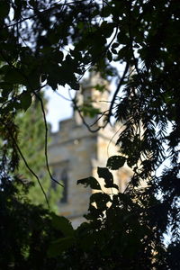 Low angle view of trees