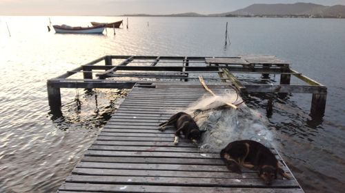 High angle view of bird on pier over lake