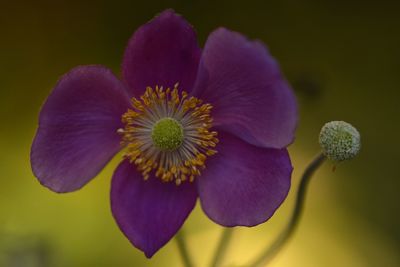 Close-up of purple flowering plant