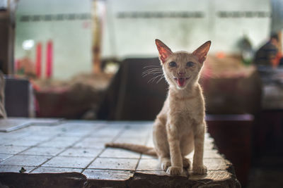 Cat looking away