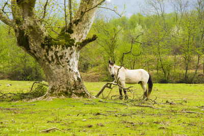 White horse in the field, cloudy weather