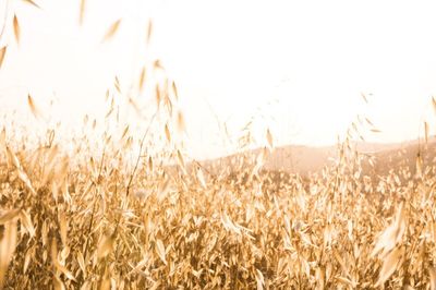 Wheat crop in field