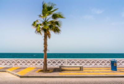 Palm tree by swimming pool against sky