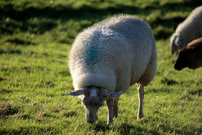 Close-up of sheep grazing on field