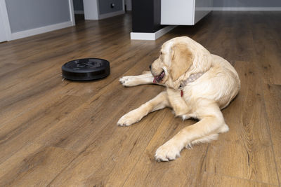 A young male golden retriever lies on modern vinyl panels, robot cleaner in the background.