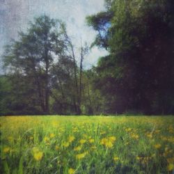 Yellow flowers growing in field