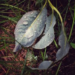 Close-up of wet on leaf