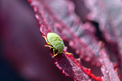 Close-up of green shield bug on red leaf