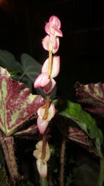 Close-up of pink flowers