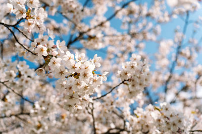 Fowering branch of japanese cherry or sakura prunus nipponica miyabe m.hiroe brilliant in april