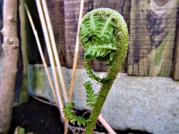 Close-up of fresh green plants in garden