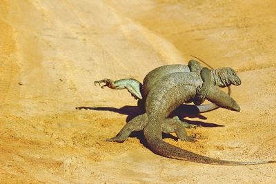 Iguanas fighting on fields