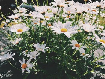 Close-up of white flowers blooming outdoors