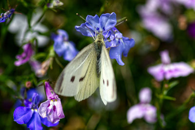 Close-up of purple flowering plant