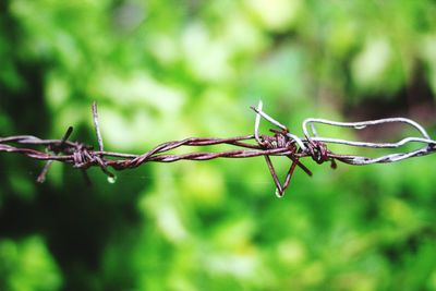 Close-up of insect on barbed wire