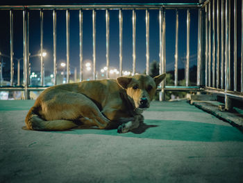 Portrait of dog resting